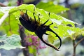 HERCULES BEETLE